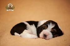 Quality Basset Hound Puppies - Photo 4