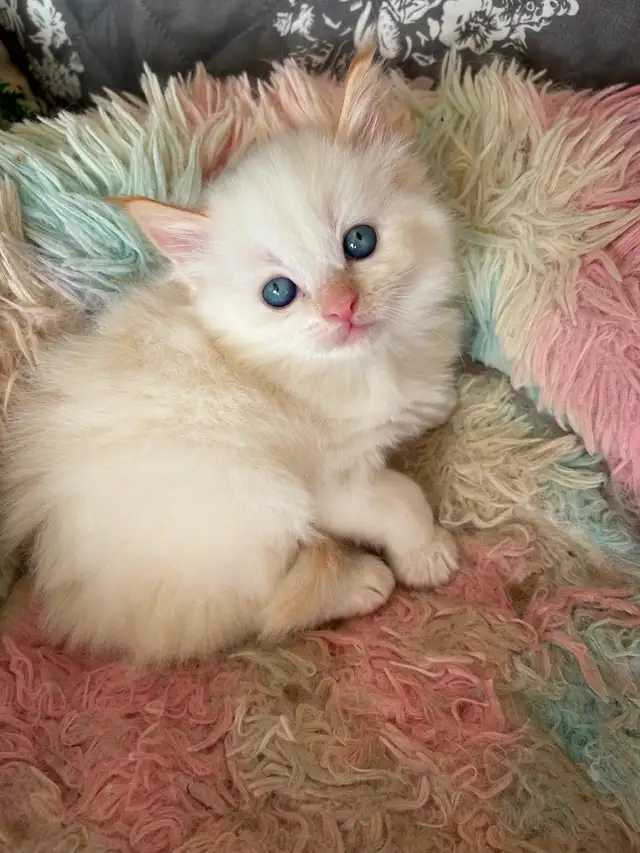 Ragdoll Kittens