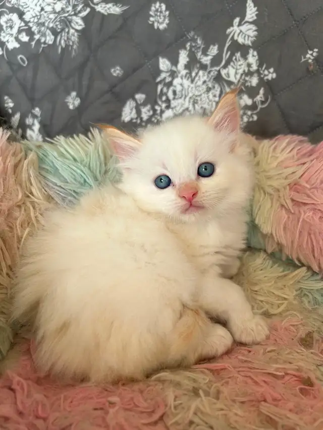 Ragdoll Kittens - Photo 2