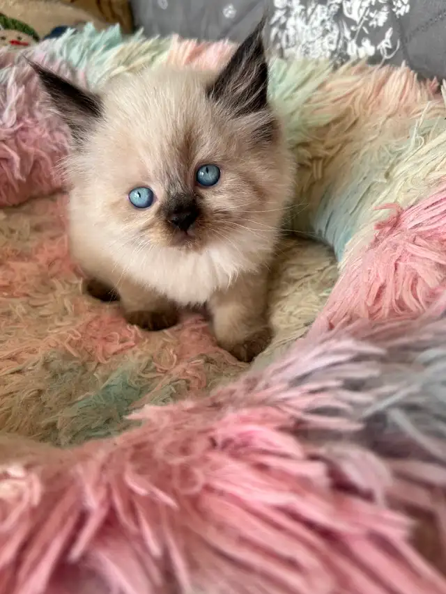 Ragdoll Kittens - Photo 3