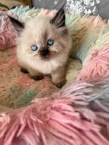 Ragdoll Kittens - Photo 3