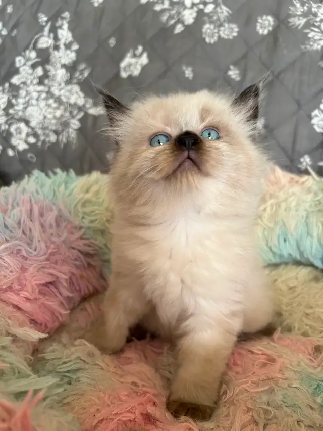 Ragdoll Kittens - Photo 4