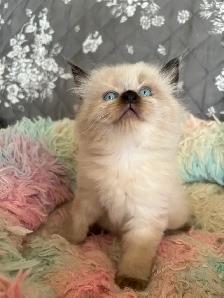 Ragdoll Kittens - Photo 4