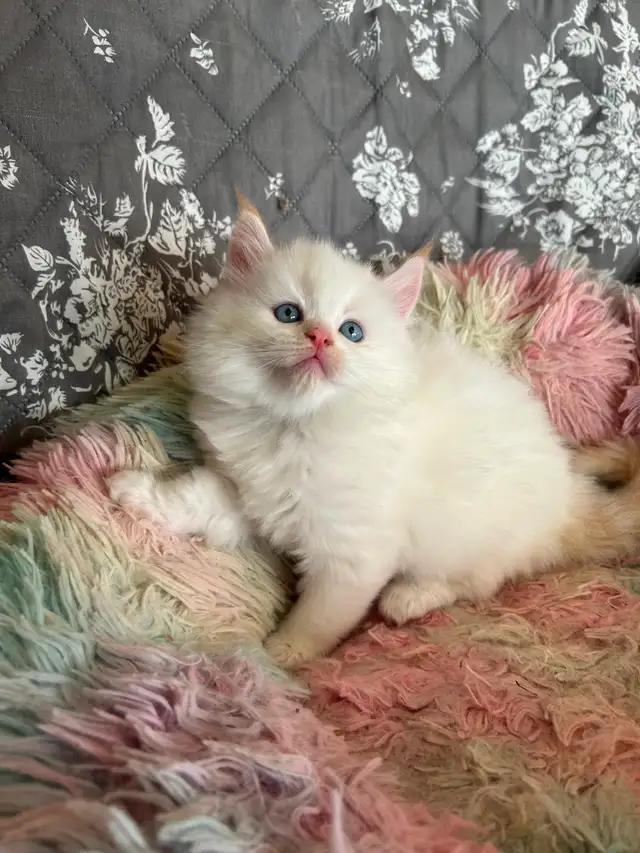 Ragdoll Kittens - Photo 5