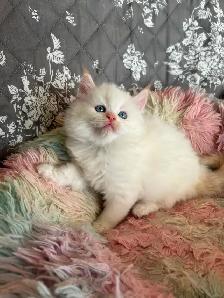 Ragdoll Kittens - Photo 5