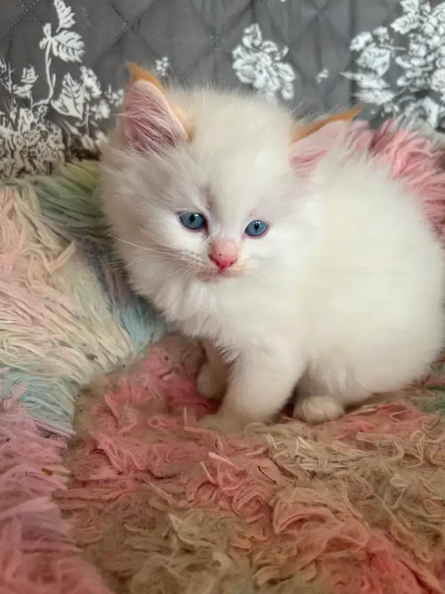 Ragdoll Kittens - Photo 6