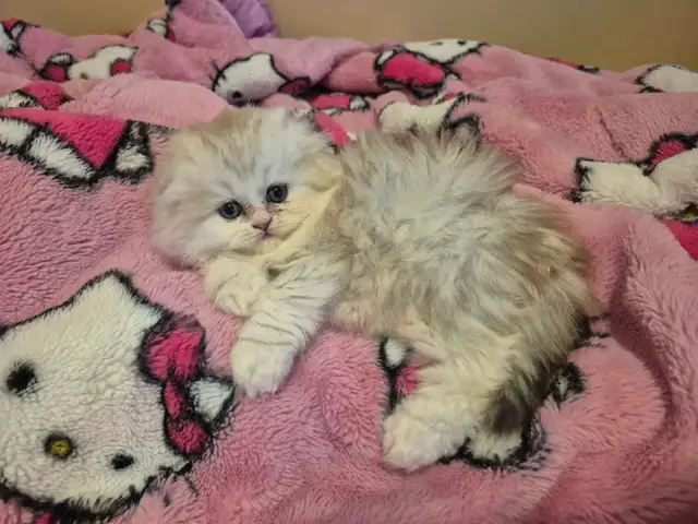 Scottish Fold x BSH Kittens!