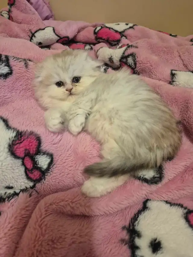 Scottish Fold x BSH Kittens! - Photo 2