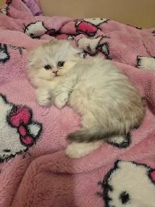 Scottish Fold x BSH Kittens! - Photo 2
