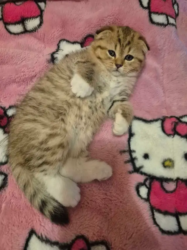 Scottish Fold x BSH Kittens! - Photo 3