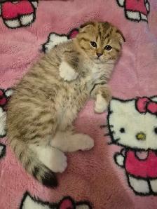 Scottish Fold x BSH Kittens! - Photo 3