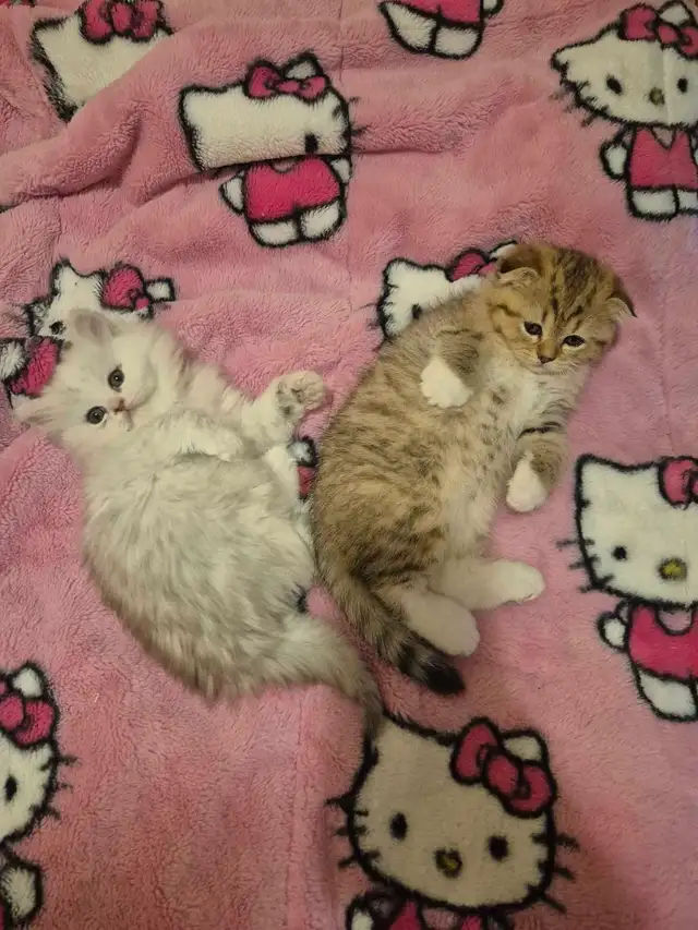 Scottish Fold x BSH Kittens! - Photo 4