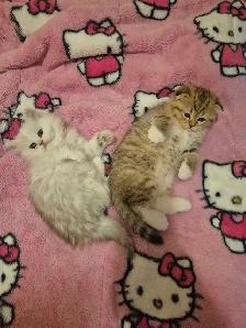Scottish Fold x BSH Kittens! - Photo 4
