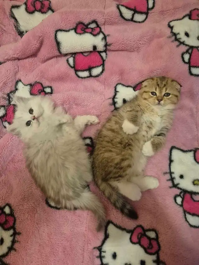 Scottish Fold x BSH Kittens! - Photo 5