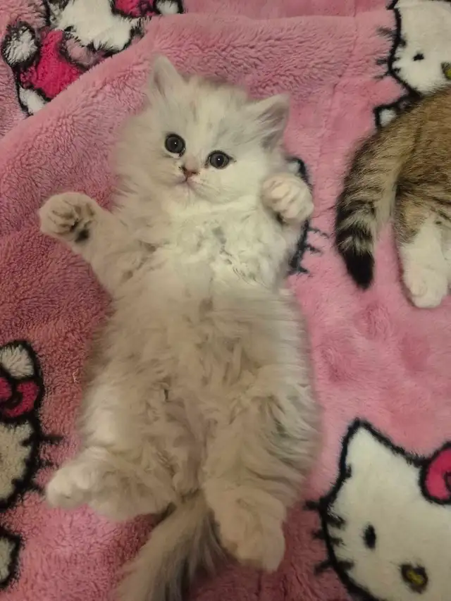 Scottish Fold x BSH Kittens! - Photo 6