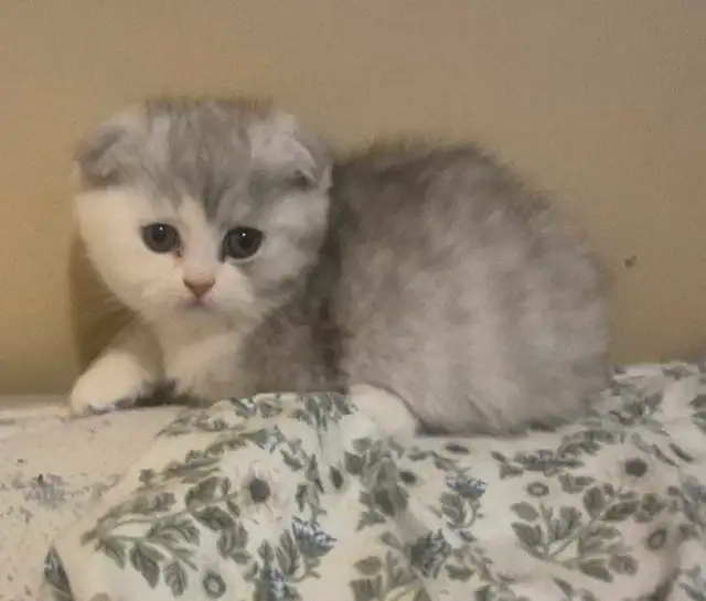Scottish Fold x BSH Kittens! - Photo 7
