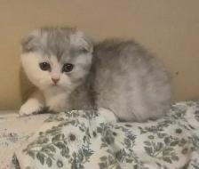 Scottish Fold x BSH Kittens! - Photo 7