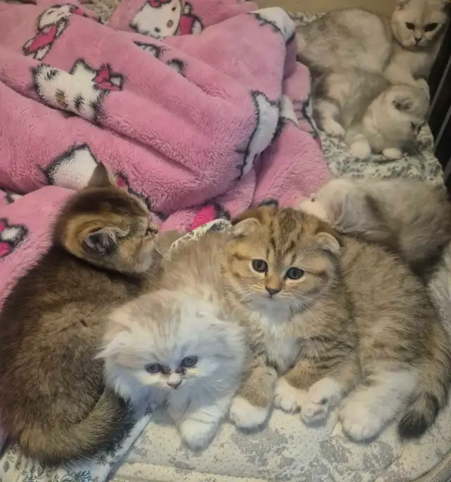 Scottish Fold x BSH Kittens! - Photo 8