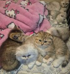 Scottish Fold x BSH Kittens! - Photo 8