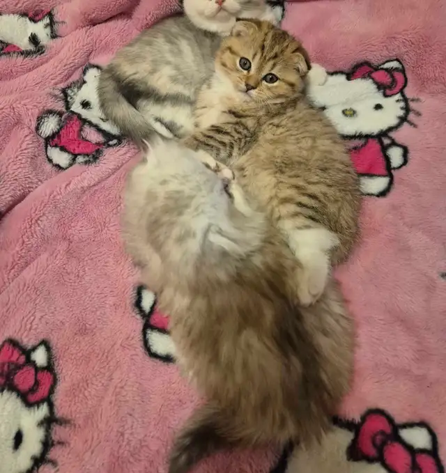 Scottish Fold x BSH Kittens! - Photo 9
