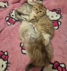 Scottish Fold x BSH Kittens! - Photo 9