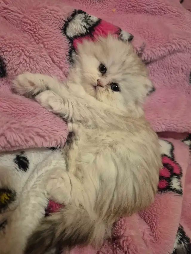 Scottish Fold x BSH Kittens! - Photo 10