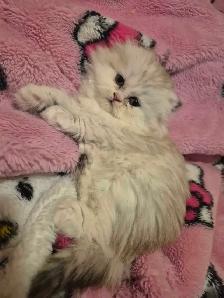 Scottish Fold x BSH Kittens! - Photo 10