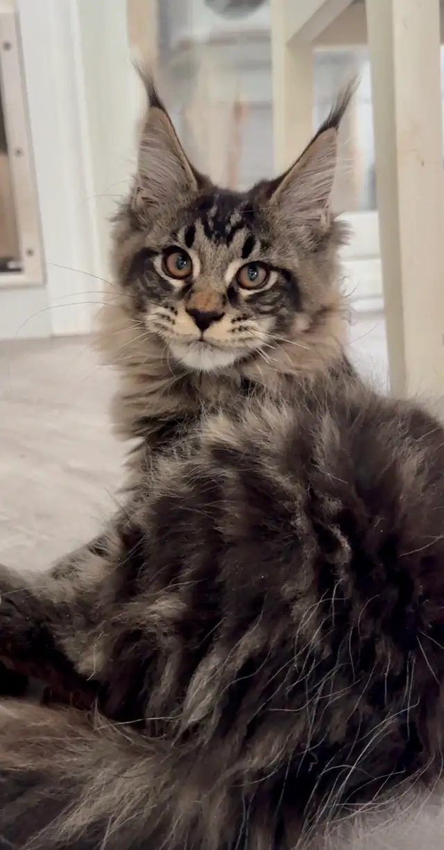 CCA Maine Coon Kittens: Ready Now & June Reservation