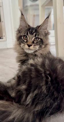 CCA Maine Coon Kittens: Ready Now & June Reservation