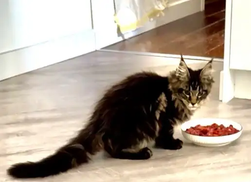 CCA Maine Coon Kittens: Ready Now & June Reservation - Photo 2