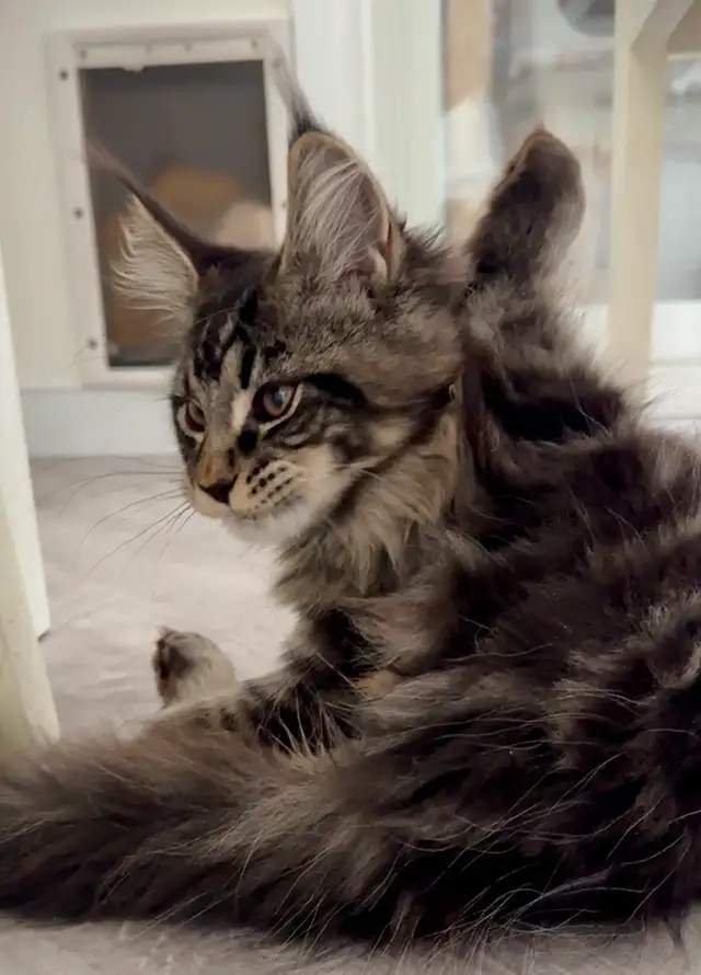 CCA Maine Coon Kittens: Ready Now & June Reservation - Photo 3