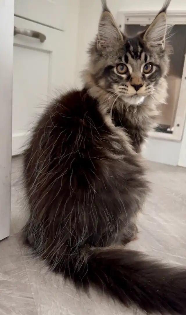 CCA Maine Coon Kittens: Ready Now & June Reservation - Photo 4