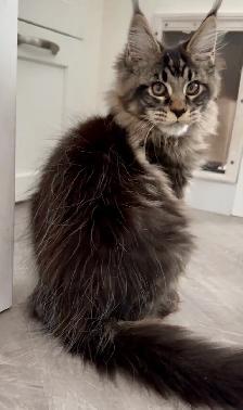 CCA Maine Coon Kittens: Ready Now & June Reservation - Photo 4