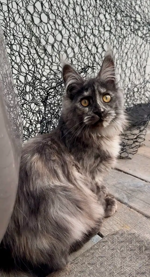 CCA Maine Coon Kittens: Ready Now & June Reservation - Photo 6