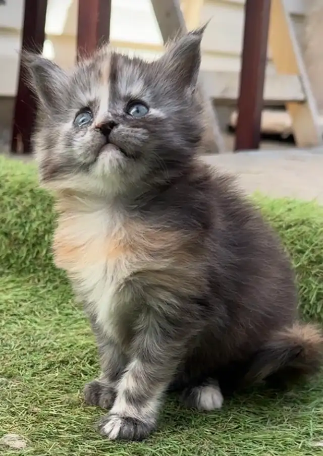 CCA Maine Coon Kittens: Ready Now & June Reservation - Photo 8