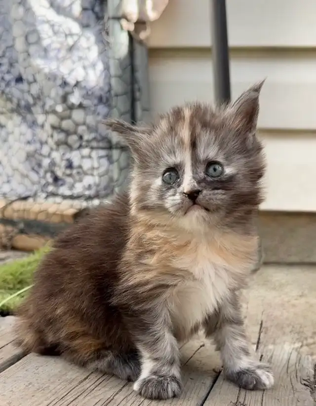 CCA Maine Coon Kittens: Ready Now & June Reservation - Photo 9