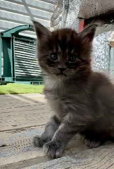 CCA Maine Coon Kittens: Ready Now & June Reservation - Photo 10