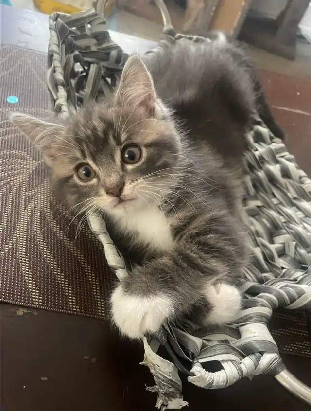 kitten for 80 - Photo 2