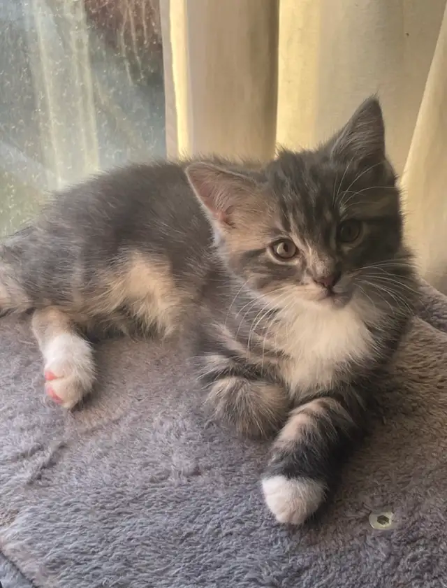 kitten for 80 - Photo 3