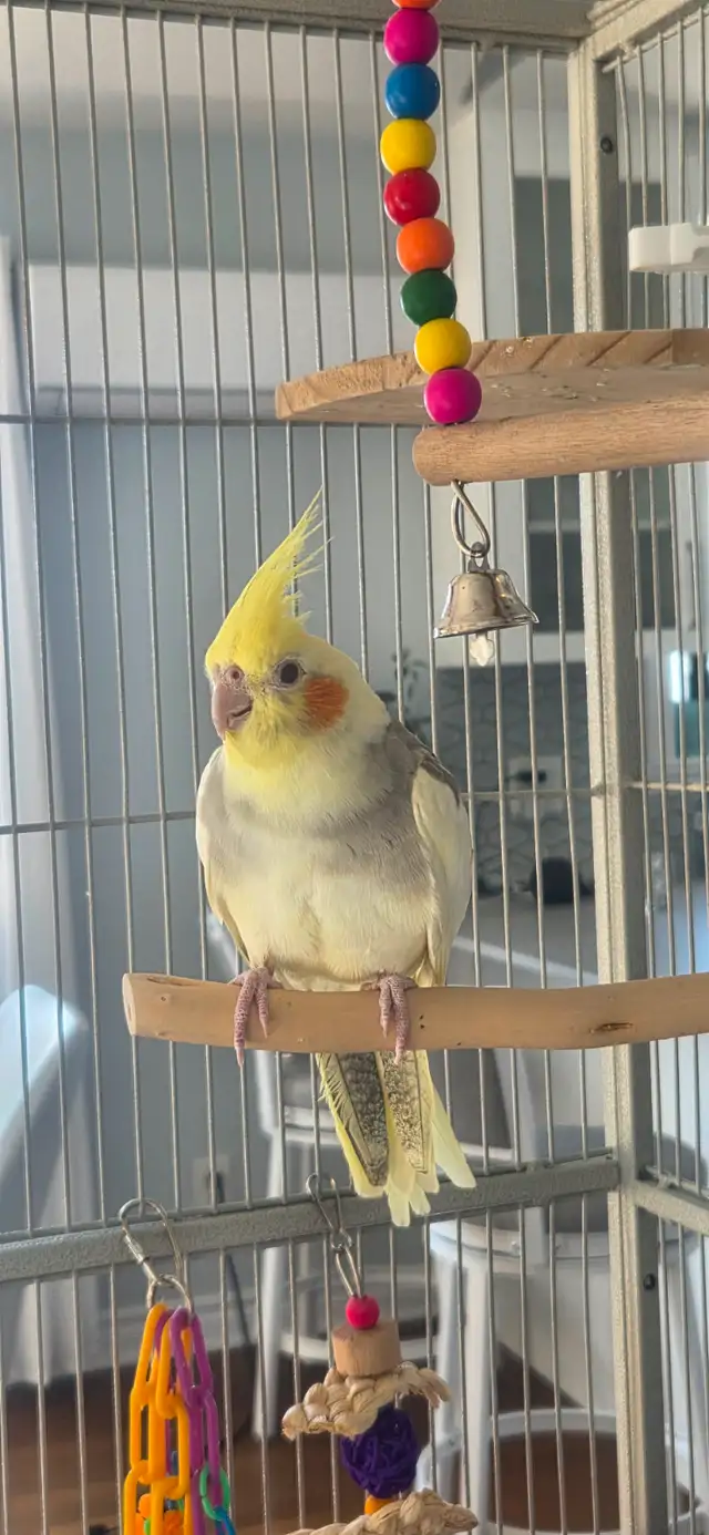 cockatiel de 6 mois