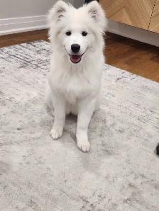 samoyed dog
