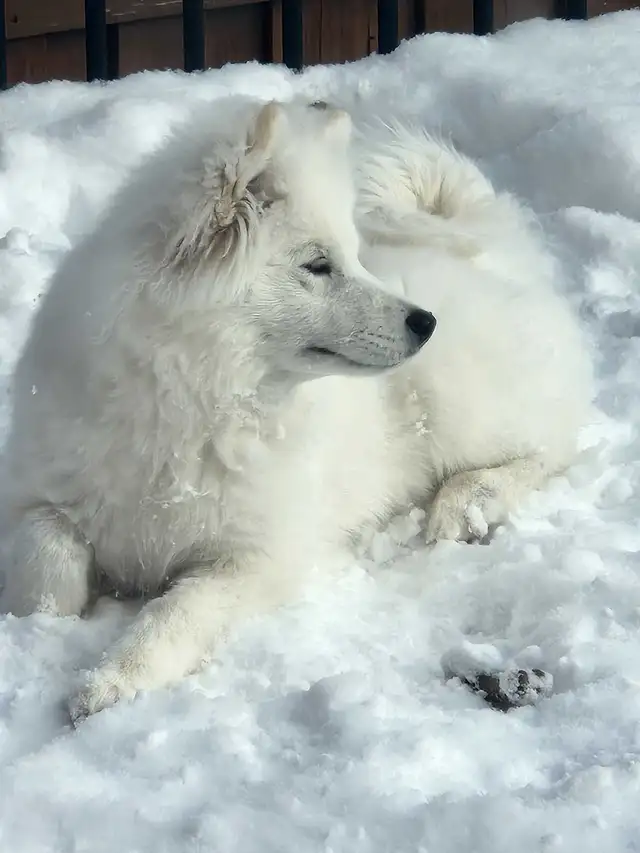 samoyed dog - Photo 2