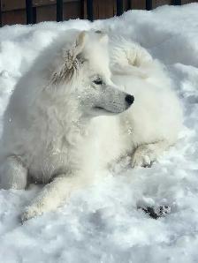 samoyed dog - Photo 2