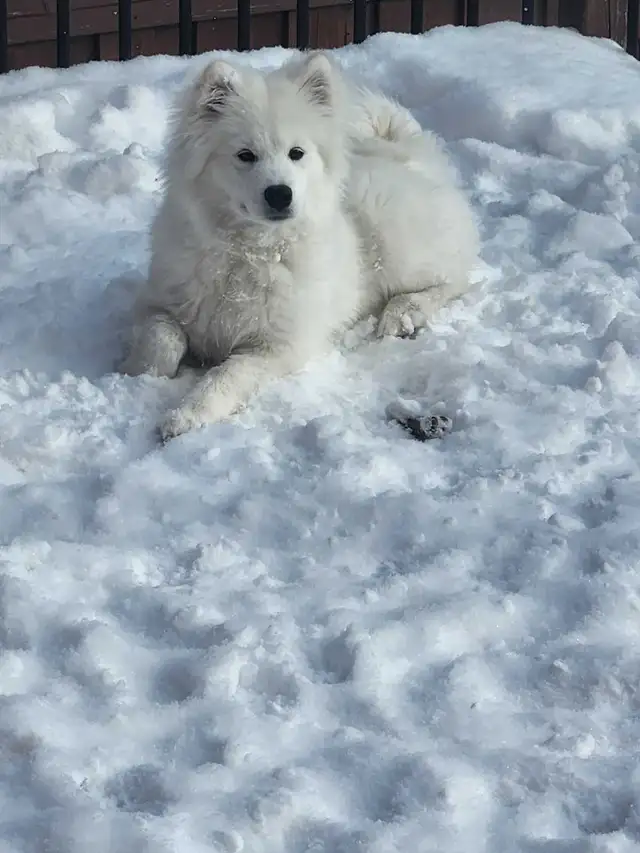 samoyed dog - Photo 3