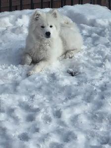 samoyed dog - Photo 3