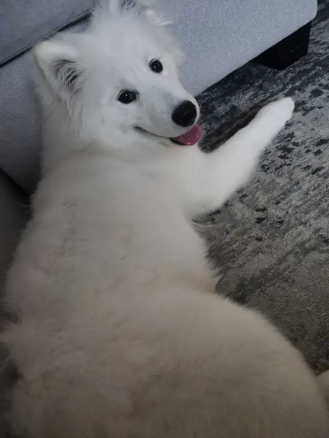 samoyed dog - Photo 4