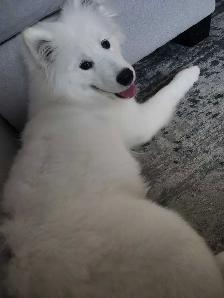 samoyed dog - Photo 4