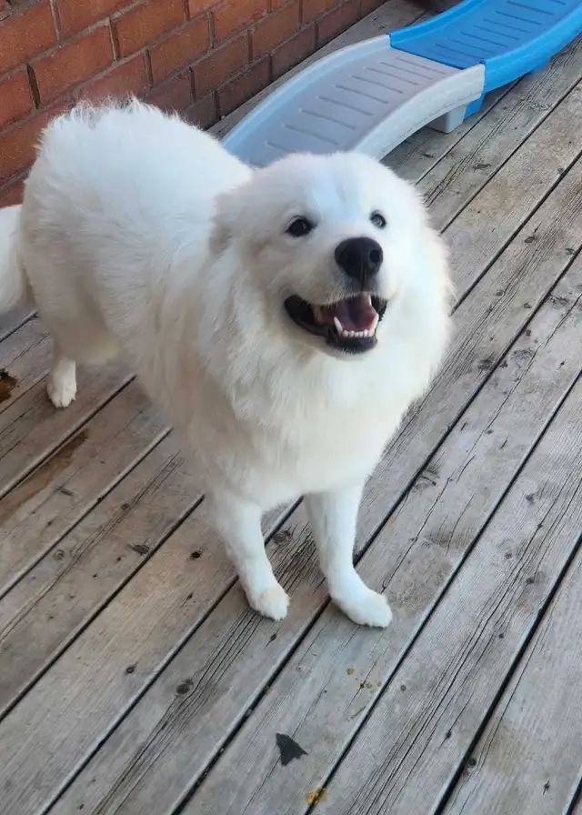 samoyed dog - Photo 5