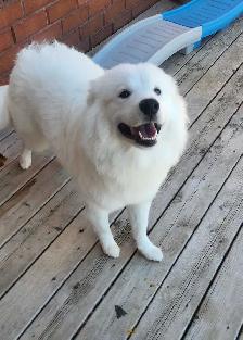 samoyed dog - Photo 5