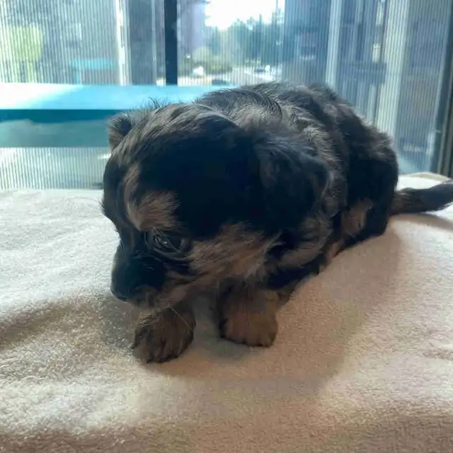 Purebred deer head chihuahuas